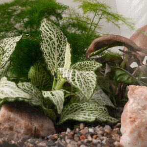 Terrarium - Bild 3