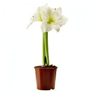 Amaryllis