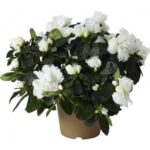 Azalea