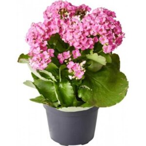 Kalanchoe - Bild 3