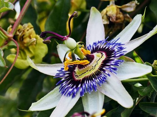 Passionsblomma - Bild 2
