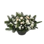 Azalea i kruka
