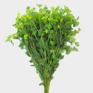 Bupleurum