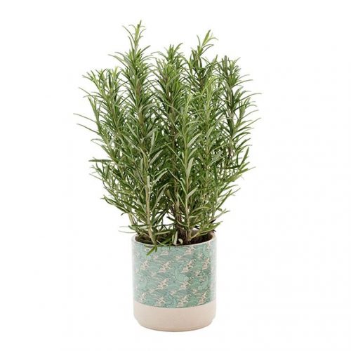 KRUKA KORALL - Bild 9