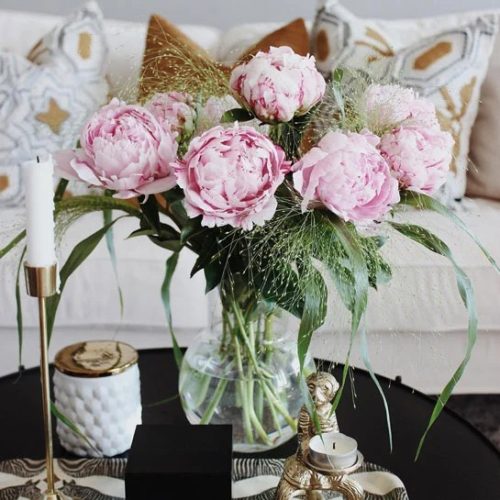 Rosa pioner