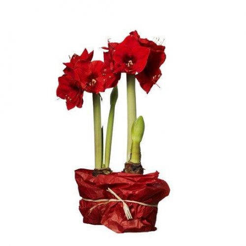 amaryllis