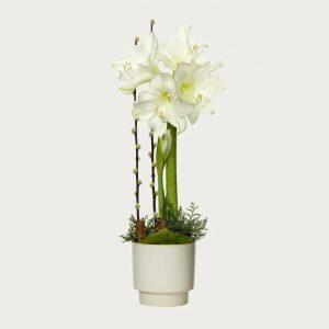 VINTERAMARYLLIS I KRUKA