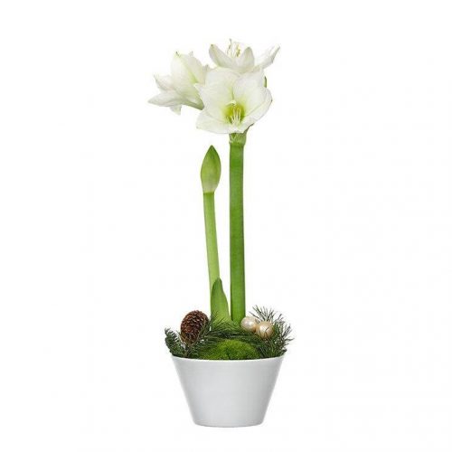 VINTERAMARYLLIS I KRUKA
