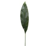 aspidistra