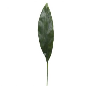 aspidistra