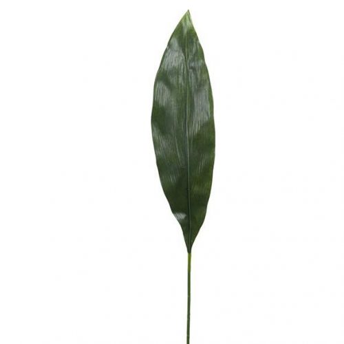 aspidistra