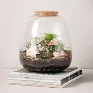terrarium