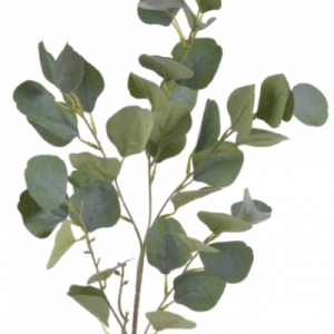 Eukalyptus