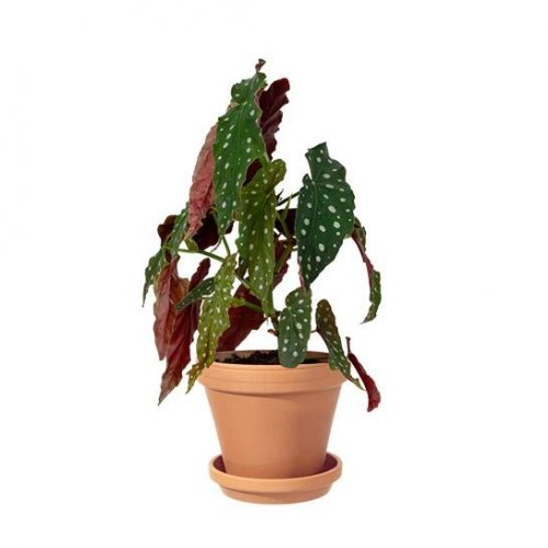 forellbegonia