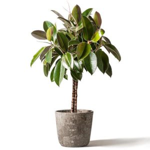 fönsterfikus på stam