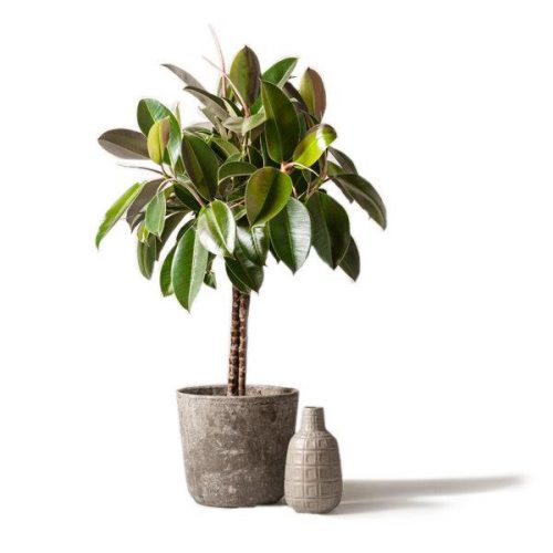 fönsterfikus på stam