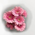 rosa gerbera