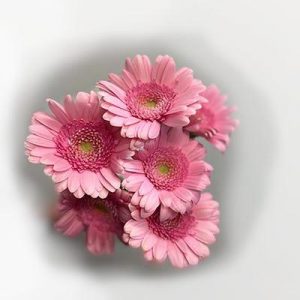 rosa gerbera