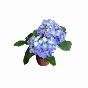 hortensia i kruka blå