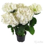 hortensia i kruka vita