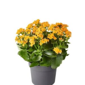 Kalanchoe utomhus