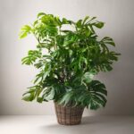 monstera