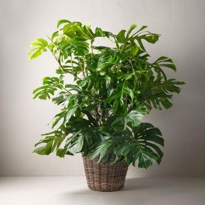 monstera