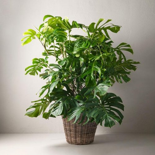 monstera
