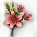 pink lilja