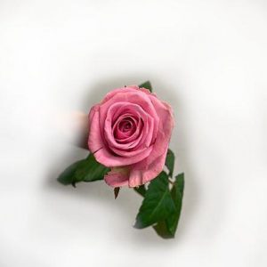 mörkrosa ros