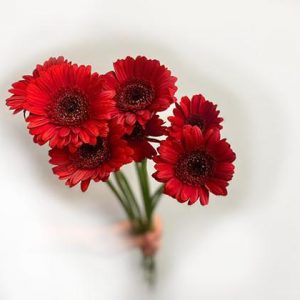 red gerbera