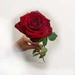 red rose