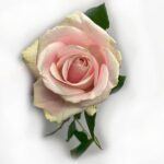 rose rosa