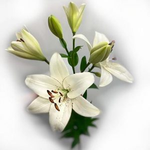 white_Lilja