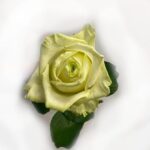 Vit ros, white rose