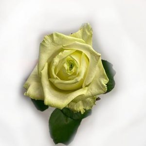 Vit ros, white rose