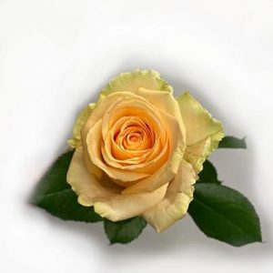 gul ros (yellow rose)